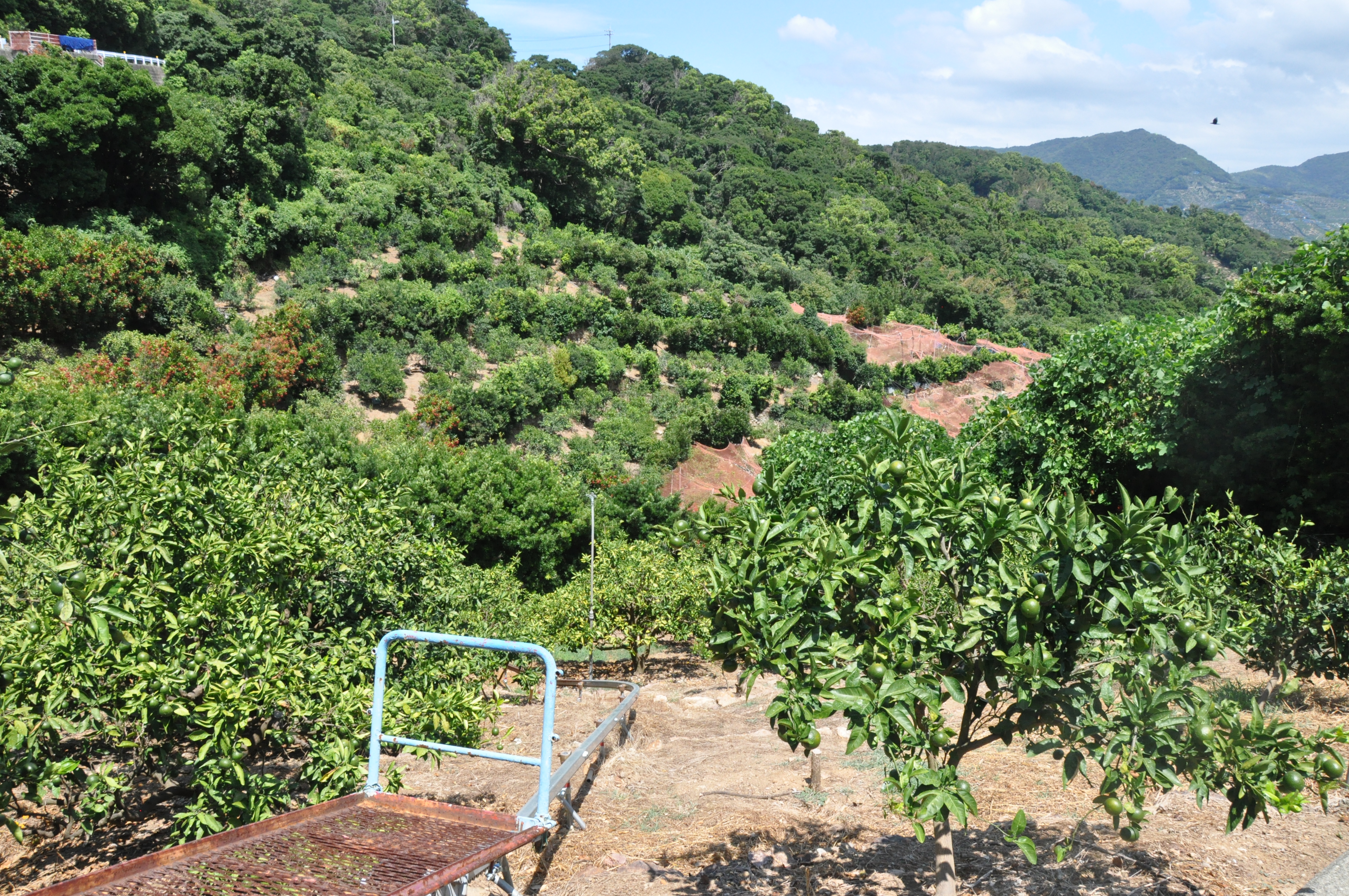 Arita Mikan Road Mandarin Orange Orchards with Stone Wall Terraces!